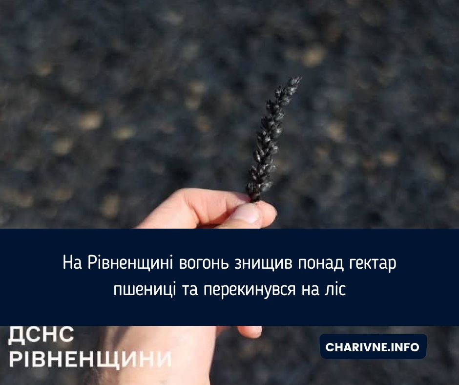На Рівненщині вогонь знищив понад гектар пшениці та перекинувся на ліс