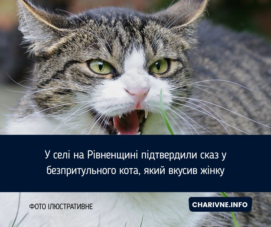 У селі на Рівненщині підтвердили сказ у безпритульного кота, який вкусив жінку