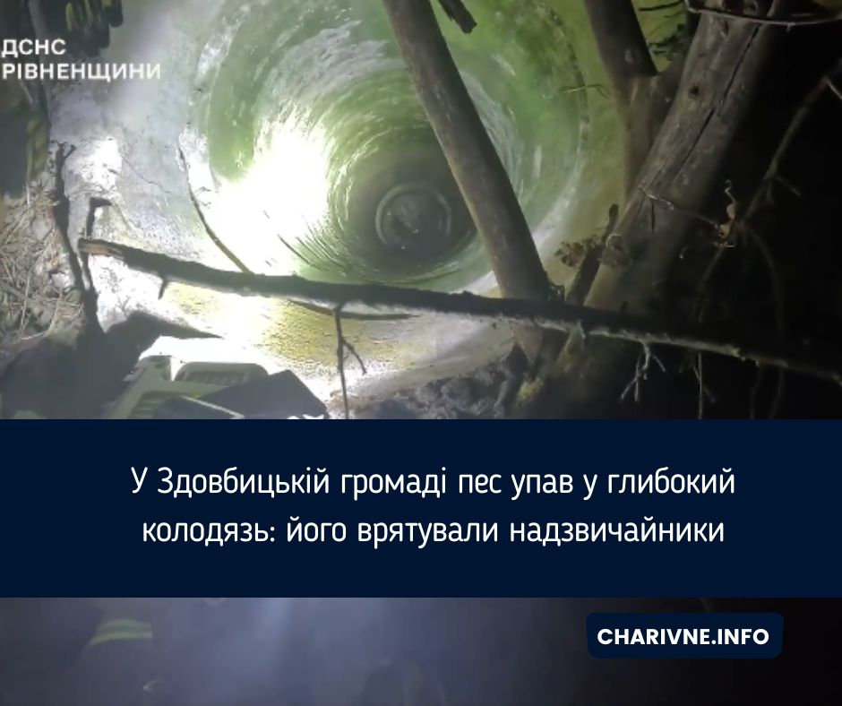 У Здовбицькій громаді пес упав у глибокий колодязь: його врятували надзвичайники
