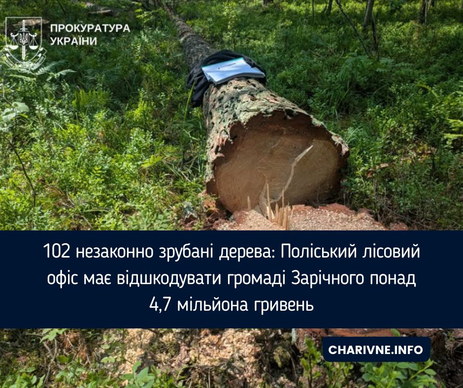 102 незаконно зрубані дерева: Поліський лісовий офіс має відшкодувати громаді Зарічного понад 4,7 мільйона гривень