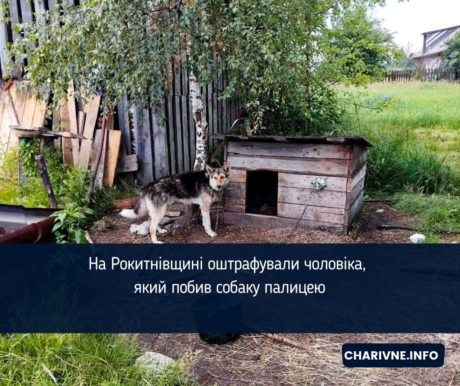 На Рокитнівщині оштрафували чоловіка, який побив собаку палицею