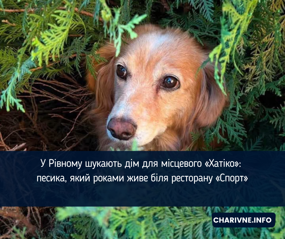 У Рівному шукають дім для місцевого «Хатіко»: песика, який роками живе біля ресторану «Спорт»