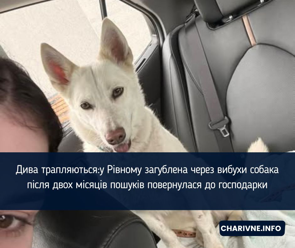 Дива трапляються: у Рівному загублена через вибухи собака після двох місяців пошуків повернулася до господарки