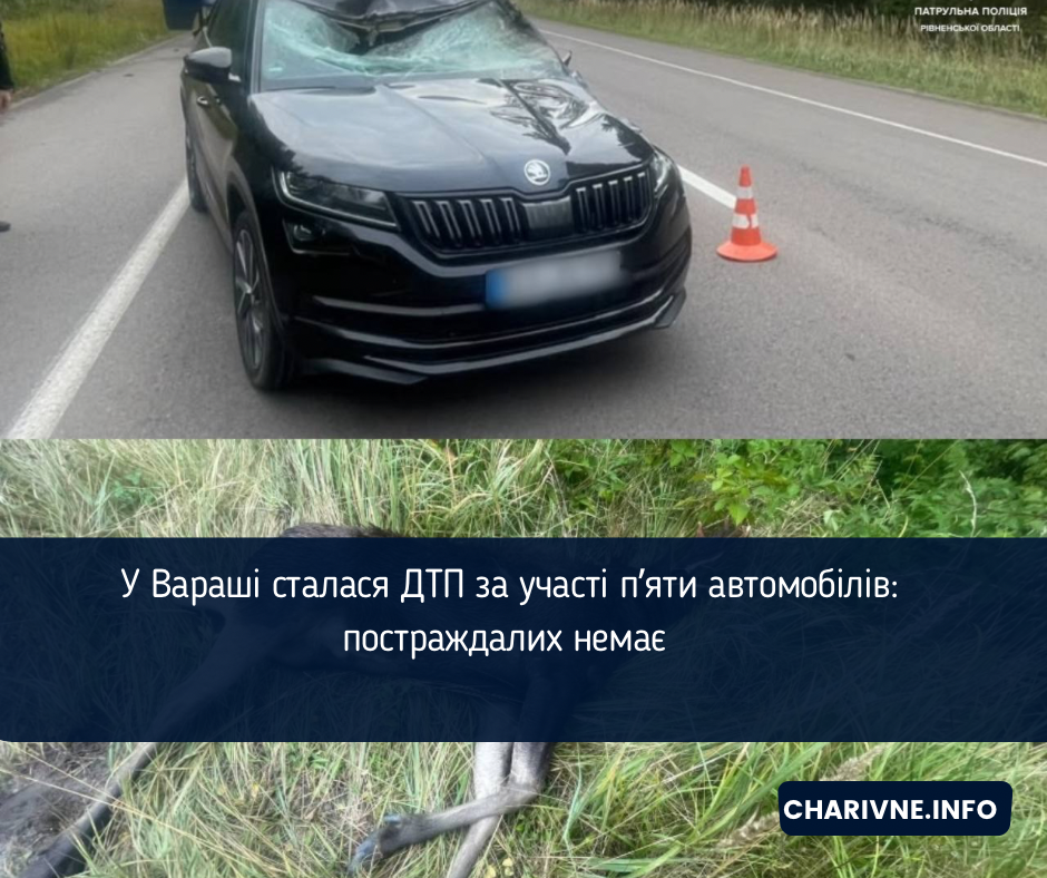 На Рівненщині водії наїхали на лосів: одна тварина загинула 
