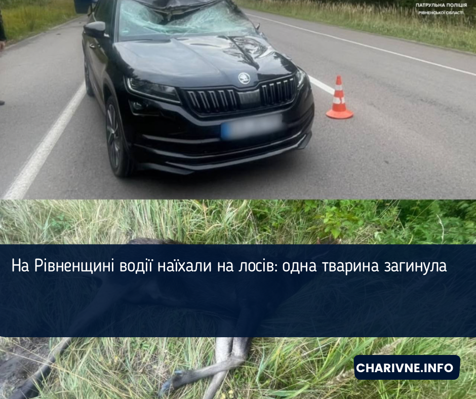 На Рівненщині водії наїхали на лосів: одна тварина загинула 