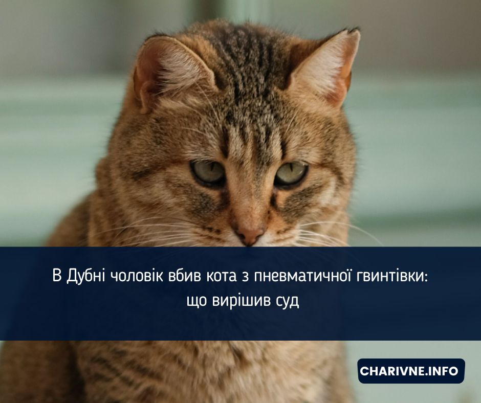 В Дубні чоловік вбив кота з пневматичної гвинтівки: що вирішив суд