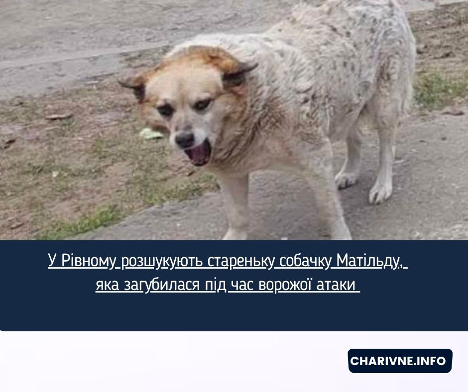 У Рівному розшукують стареньку собачку Матільду, яка загубилася під час ворожої атаки 