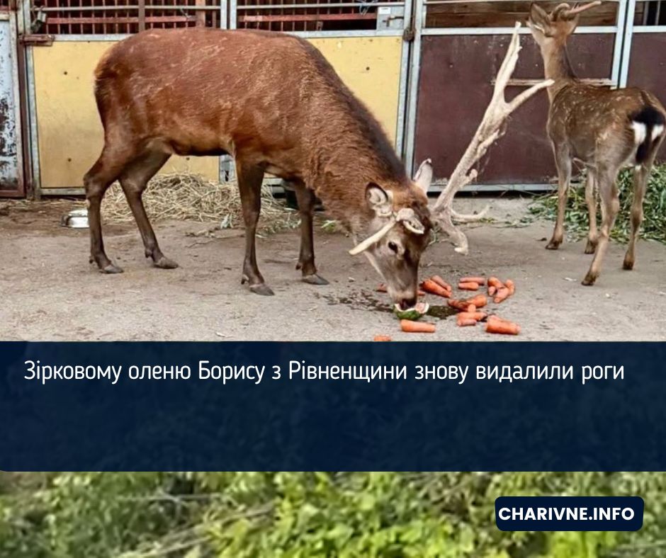 Зірковому оленю Борису з Рівненщини знову видалили роги (ФОТОФАКТ)