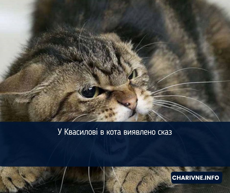 У Квасилові в кота виявлено сказ 
